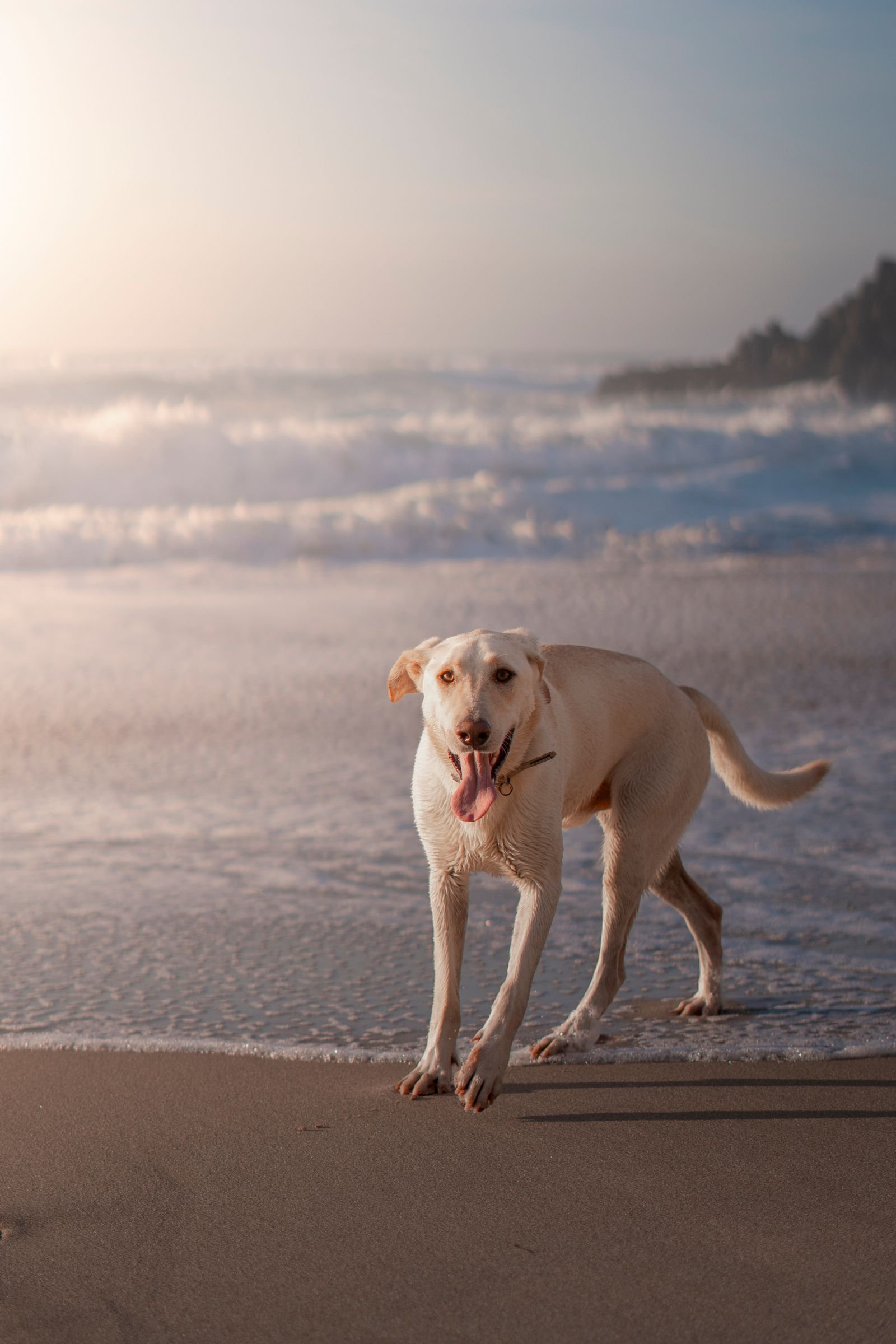 Cachorro na praia de Maresias